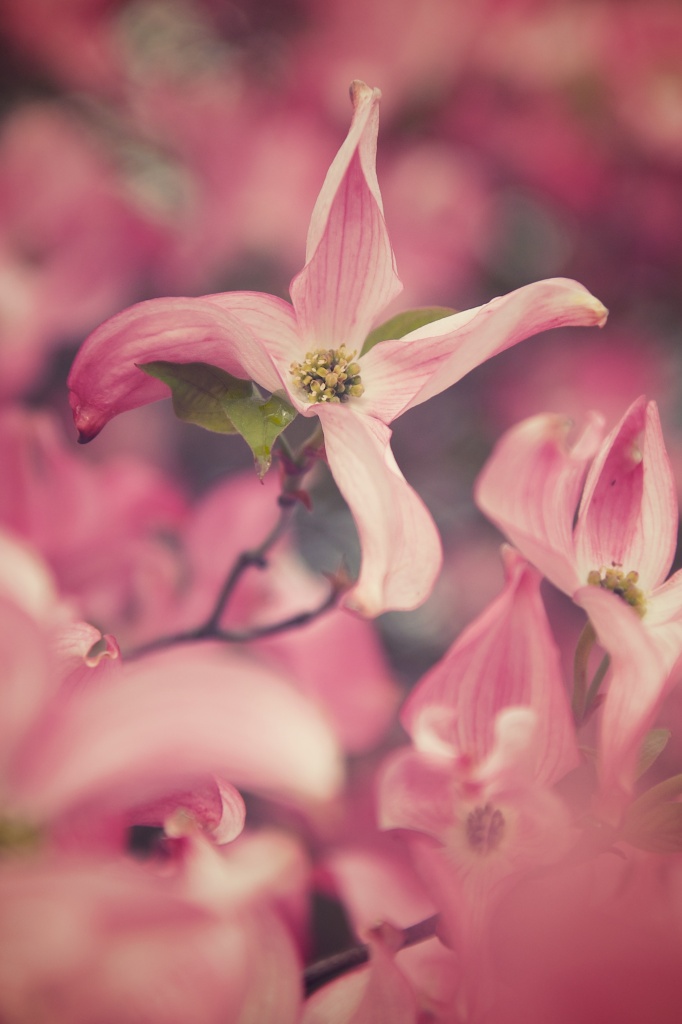 Flowering Pink Dogwood by kwind