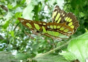 17th May 2012 - Malachite Butterfly