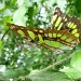 Malachite Butterfly by calm
