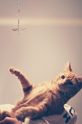 20th May 2012 - kitty and dangling dragonfly