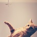kitty and dangling dragonfly by pocketmouse