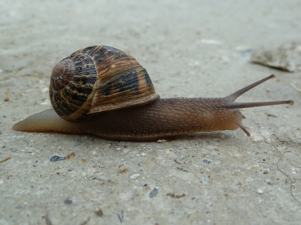 Snail by karendalling