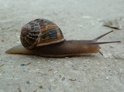 10th May 2012 - Snail