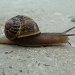Snail by karendalling
