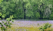 22nd May 2012 - Fields of Wild Iris