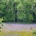 Fields of Wild Iris by jgpittenger