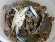 20th May 2012 - Maryland Is For Crabs