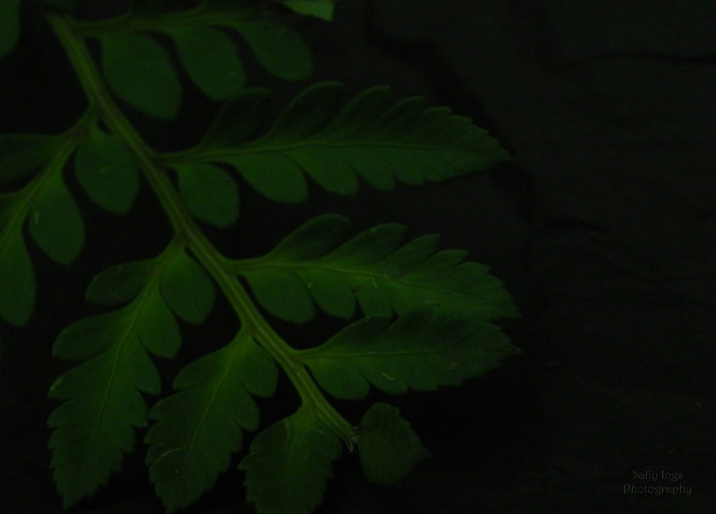 Fern Leaf by salza