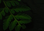 22nd May 2012 - Fern Leaf