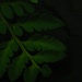 Fern Leaf by salza