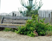 21st May 2012 - Bunny on the beach