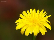 23rd May 2012 - I am NOT a dandelion!