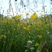  Buttercups and daisies. by snowy