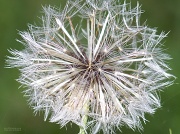 22nd May 2012 - I am NOT a dandelion 2...