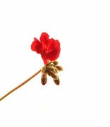 22nd May 2012 - Geranium buds