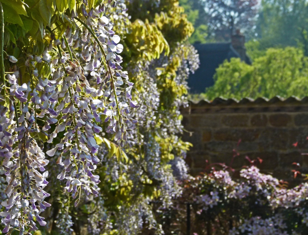wisteria and clematis montana by jantan