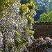 wisteria and clematis montana by jantan