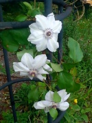 22nd May 2012 - Clematis  