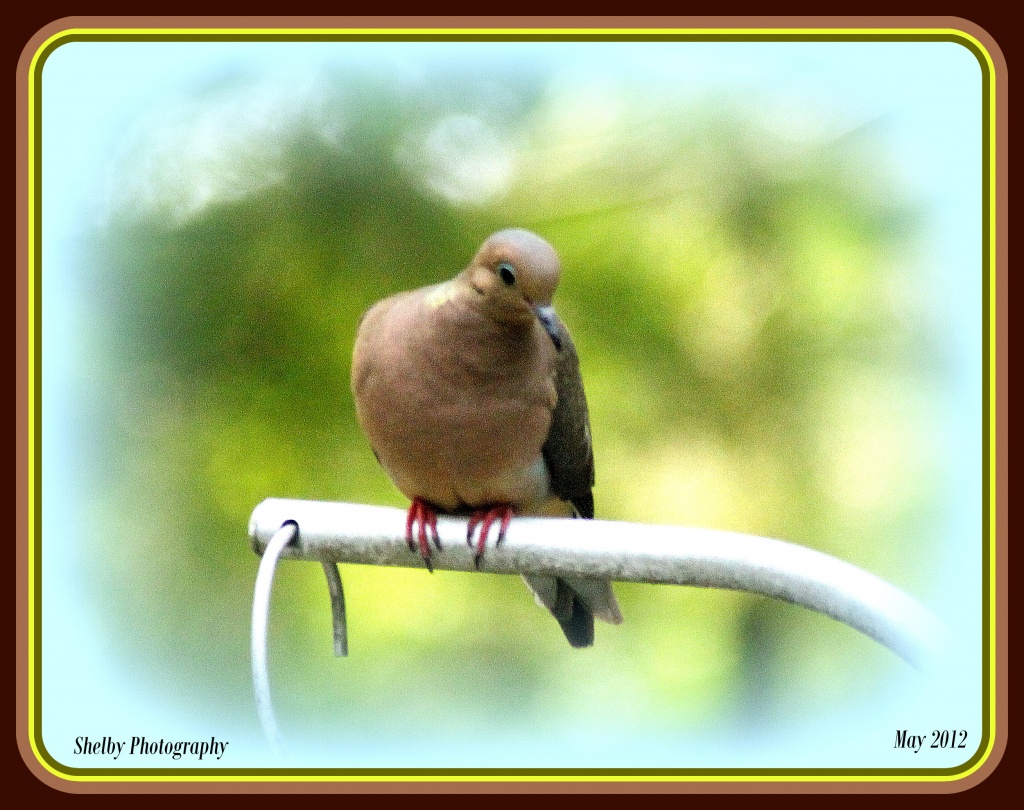 Mourning Dove by vernabeth