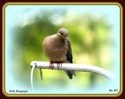 21st May 2012 - Mourning Dove