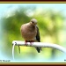 Mourning Dove by vernabeth