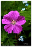 22nd May 2012 - Geranium & Forget Me Nots