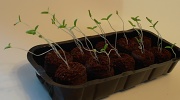 22nd May 2012 - Tomato Plants