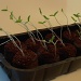 Tomato Plants by julie