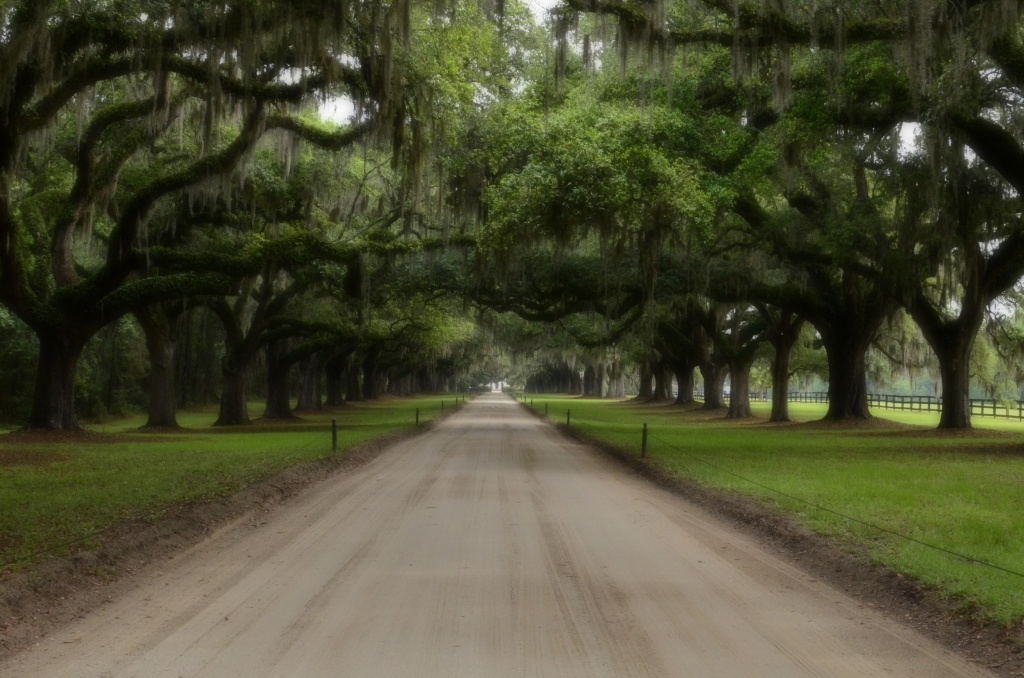 The Avenue of the Oaks by ggshearron