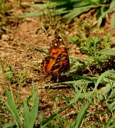 20th May 2012 - Butterfly