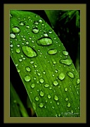 22nd May 2012 - Rain Drops on Iris Leaf