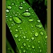 Rain Drops on Iris Leaf by skipt07