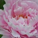 Paeonia by overalvandaan
