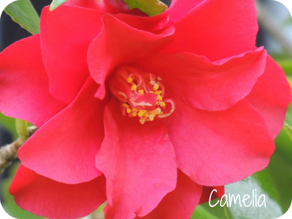 Camelia (the first one I took) by rosiekind