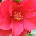 Camelia (the first one I took) by rosiekind