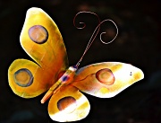 23rd May 2012 - Iron Butterfly