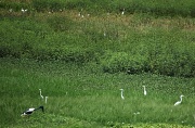 23rd May 2012 - One of these birds is not like the others