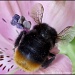 23.5.12 Mickey Mouse Bee by stoat