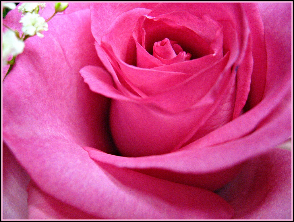Mother's Day Rose by olivetreeann
