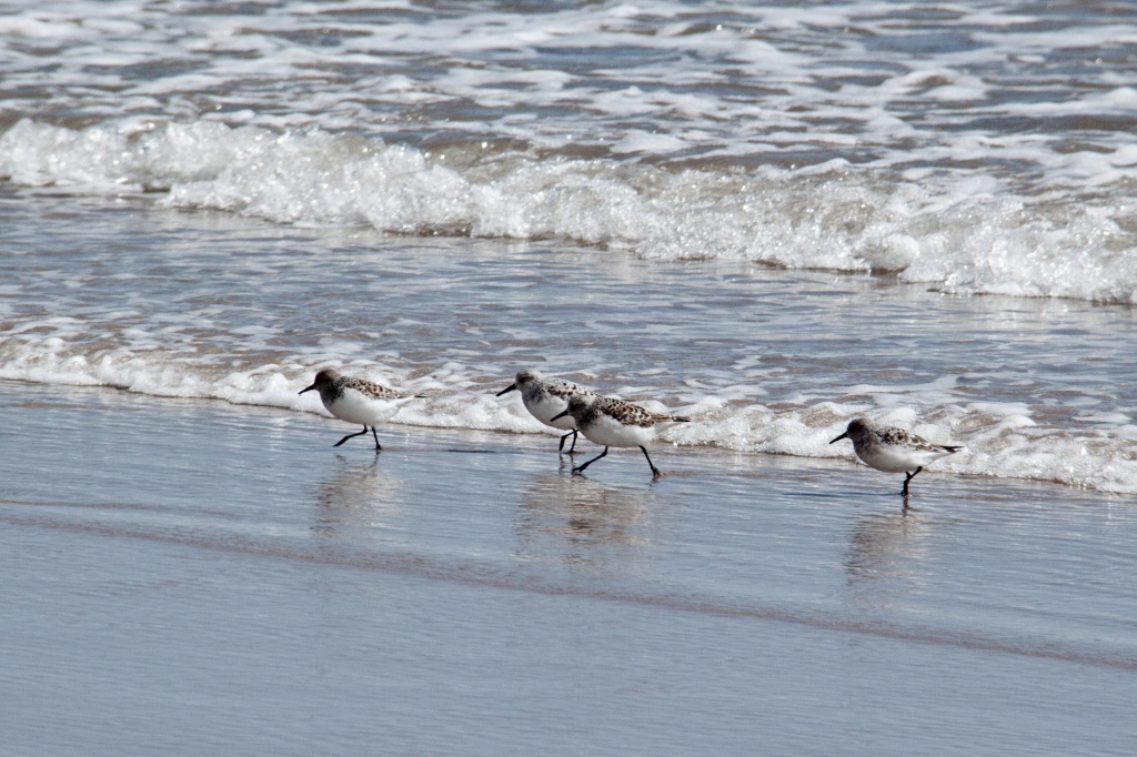 Playing sandpiper with the waves by dulciknit