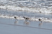 16th May 2012 - Playing sandpiper with the waves
