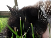 22nd May 2012 - Bruno playing in the grass