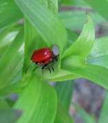 23rd May 2012 - Lily beetle