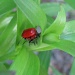 Lily beetle by busylady