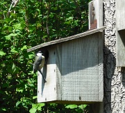 23rd May 2012 - Great Tit entering nest box 