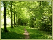 23rd May 2012 - A walk in the woods.