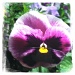 Pansy by hmgphotos