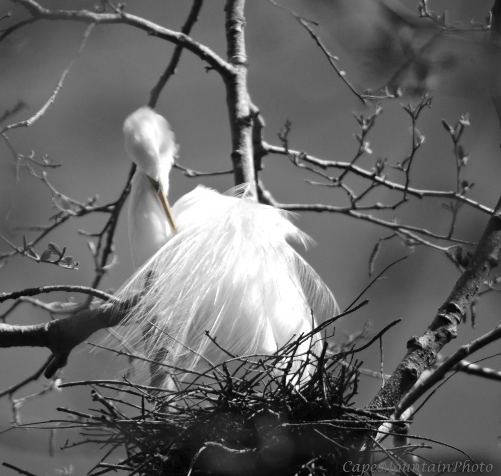 Black and White Egret by jgpittenger