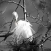 Black and White Egret by jgpittenger