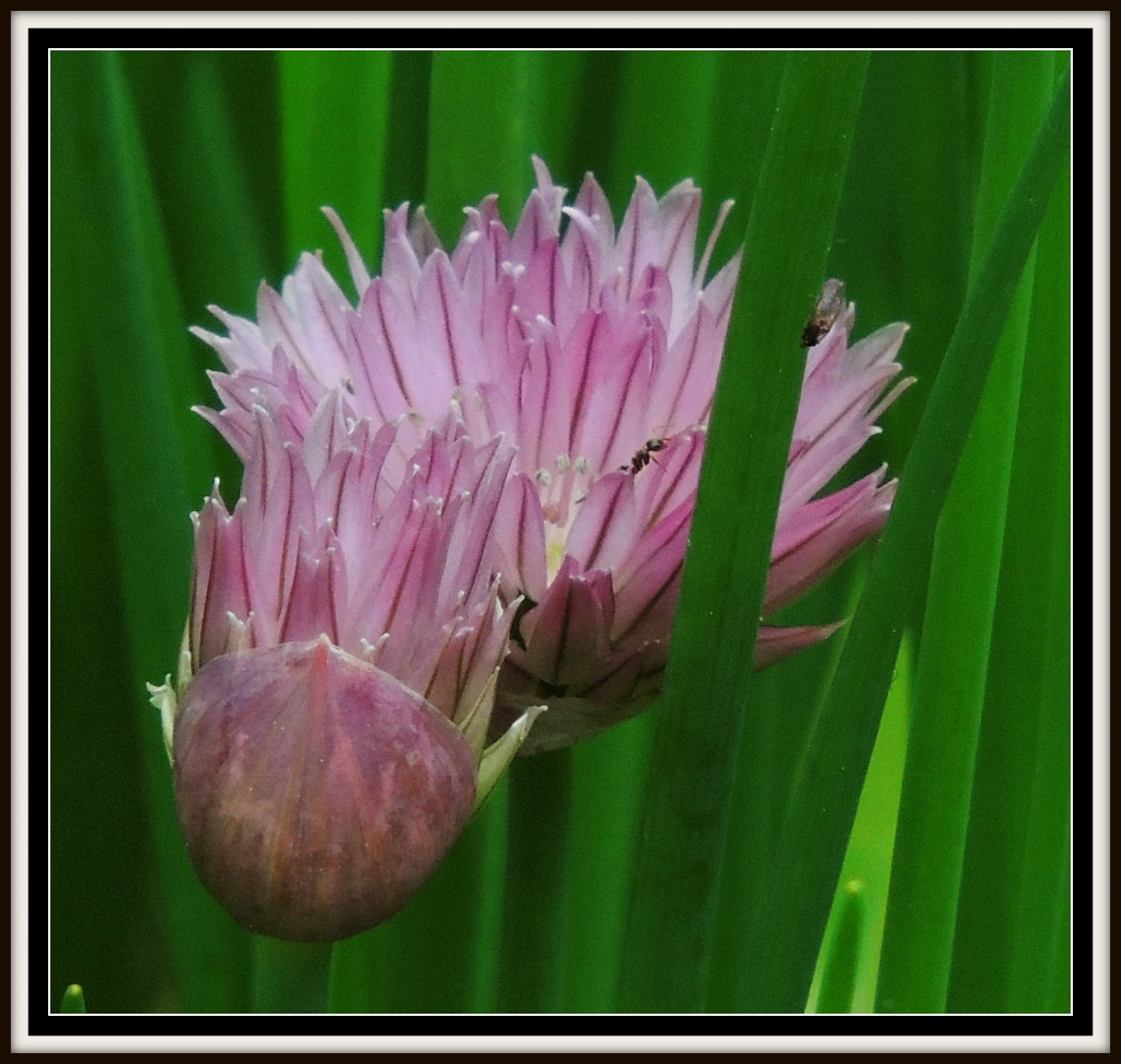 Chive flowers complete with bugs by rosiekind